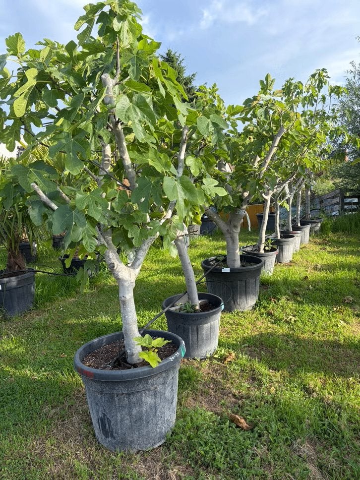 Vijgenbomen bij PROMOplant, Tuin en Terras, Planten | Bomen, Overige soorten, Zomer, In pot, Ophalen of Verzenden