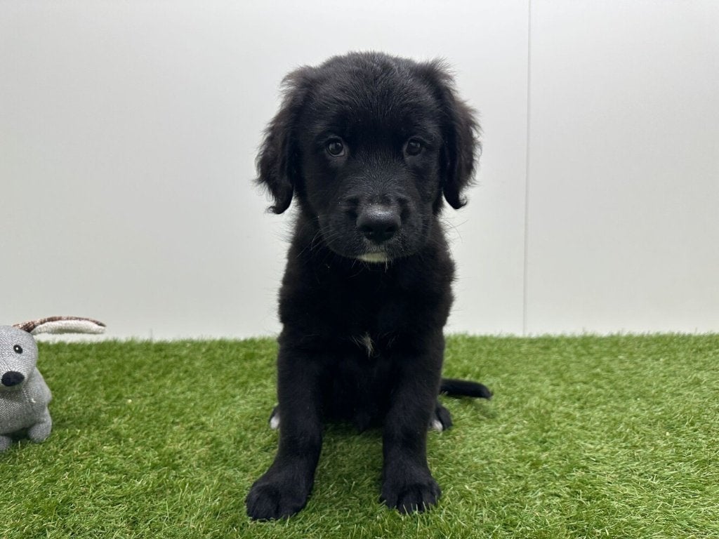 Golden Mountain Dog pups, Dieren en Toebehoren, Parvo, België, Reu, 8 tot 15 weken