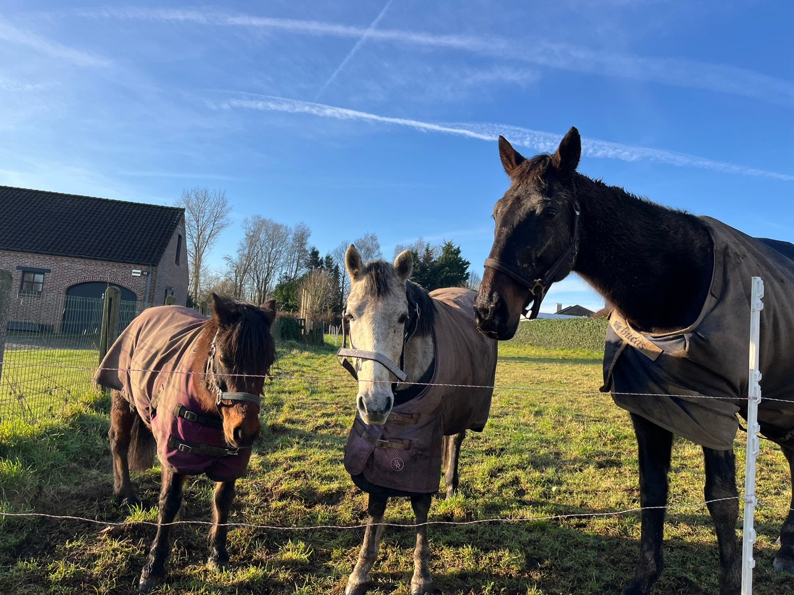 Halfpension aangeboden, Animaux & Accessoires, Chevaux