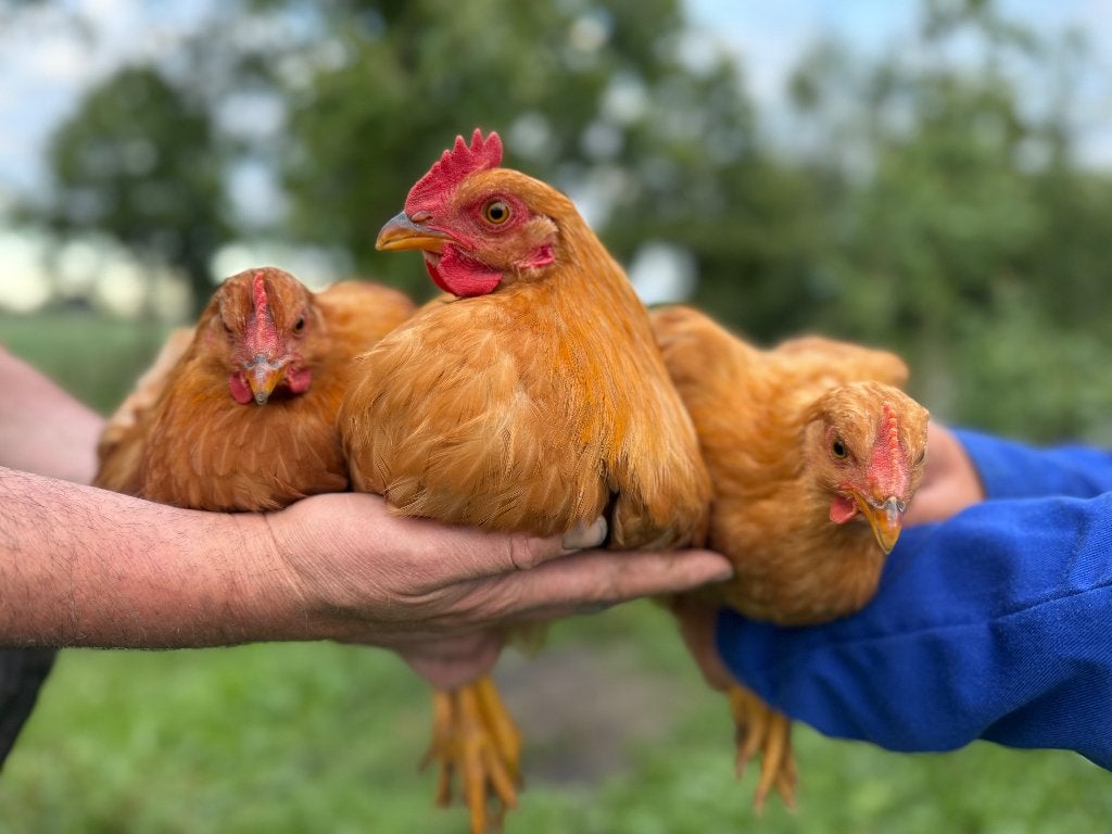 Kippen: sussex, goudbrakel, zilverbrakel en kuikentjes, Animaux & Accessoires, Volatiles, Poule ou poulet, Plusieurs animaux