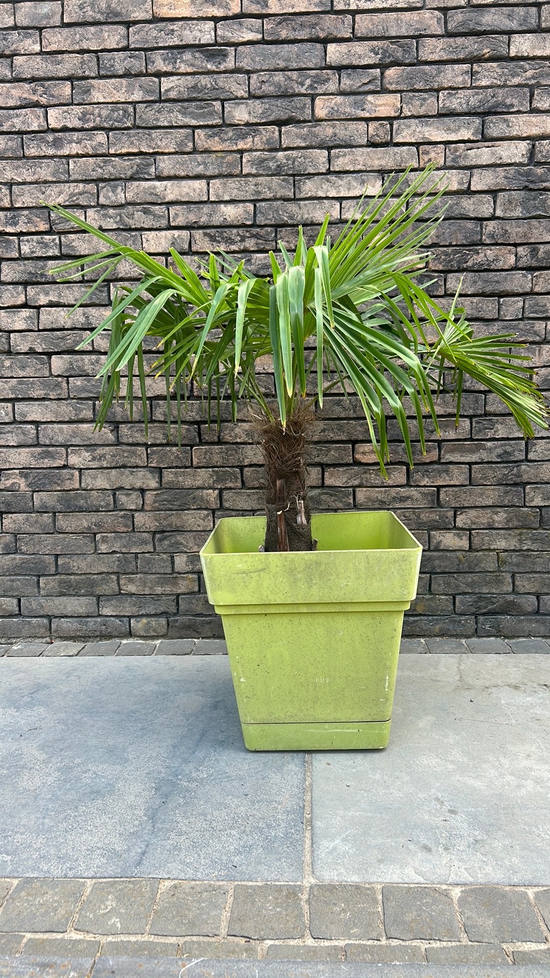 Winterharde palmboom, Tuin en Terras, Bloembakken en Plantenbakken, Ophalen, Zo goed als nieuw, Tuin