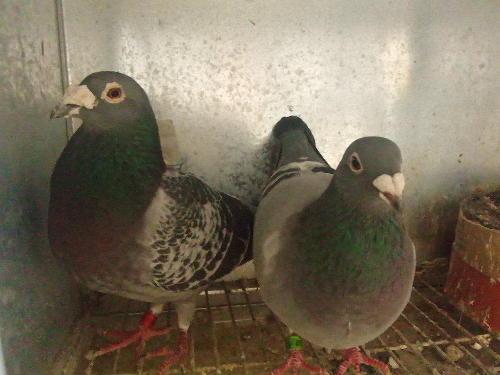 Meerdere koppels postduiven, Plusieurs animaux, Pigeon voyageur