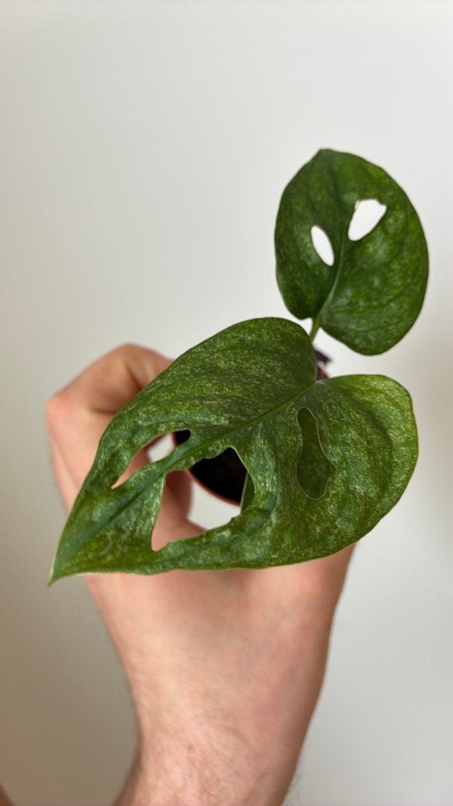 Monstera adansonii mint, Ophalen