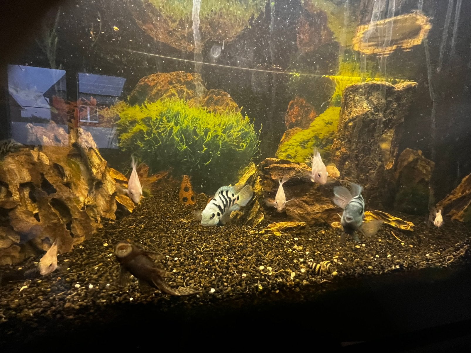 Aquarium + kast en toebehoren, Dieren en Toebehoren, Vis, Zoetwatervis
