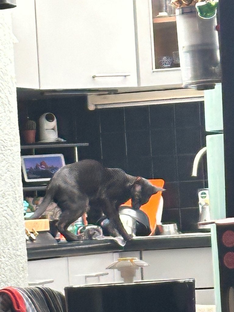 Herplaatser, Chatte ou Chat, Vermifugé, 0 à 2 ans