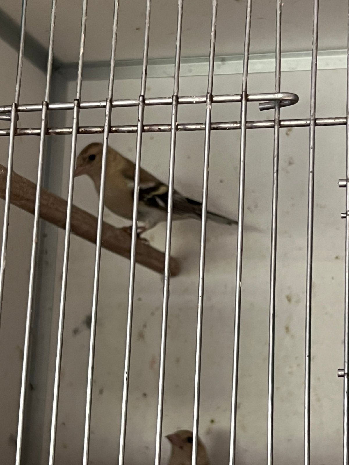 Agaat split opaal popjes 26 botvink, Dieren en Toebehoren, Vrouwelijk, Wildzangvogel, Geringd