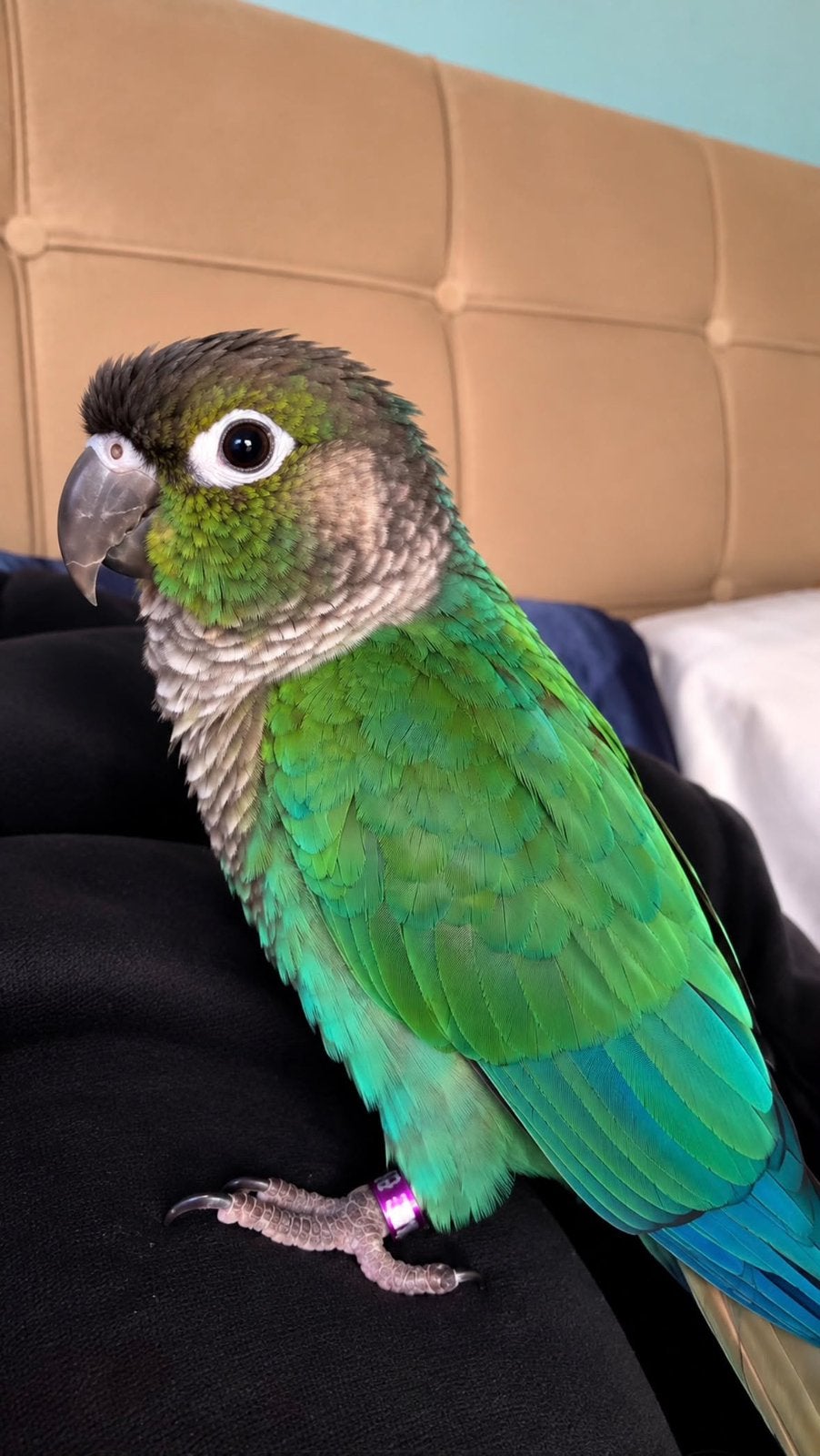 Conure male, Animaux & Accessoires, Mâle