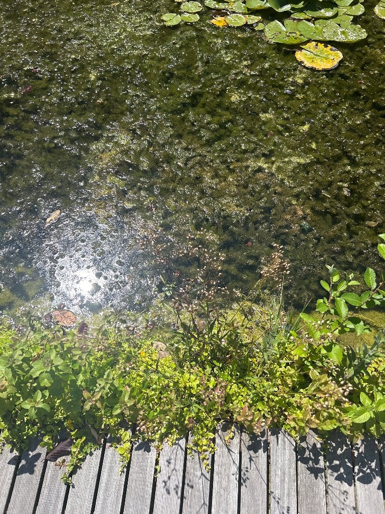 Zuurstofplanten vijver, Tuin en Terras, Ophalen