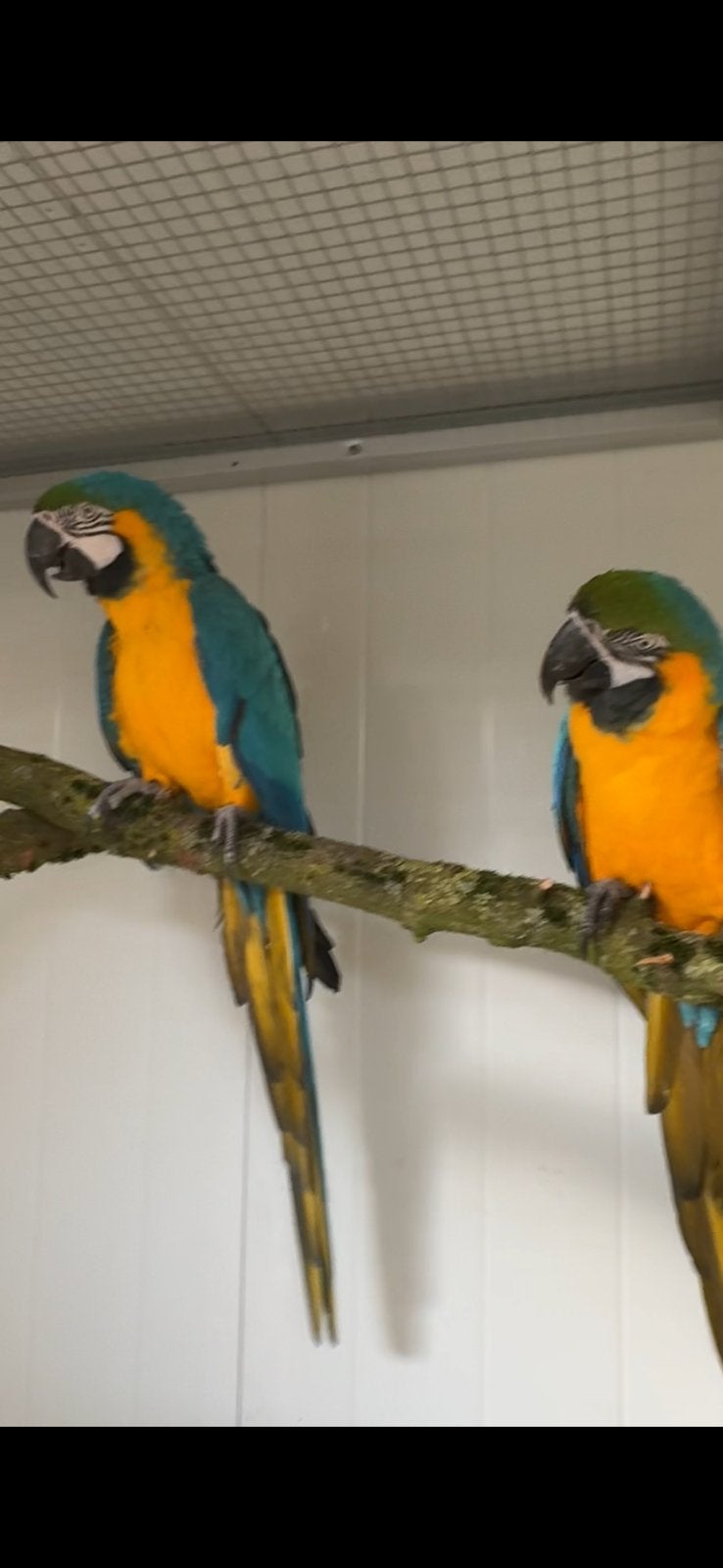 Bewezen kweekkoppel blauwgele aras, Meerdere dieren, Papegaai, Pratend