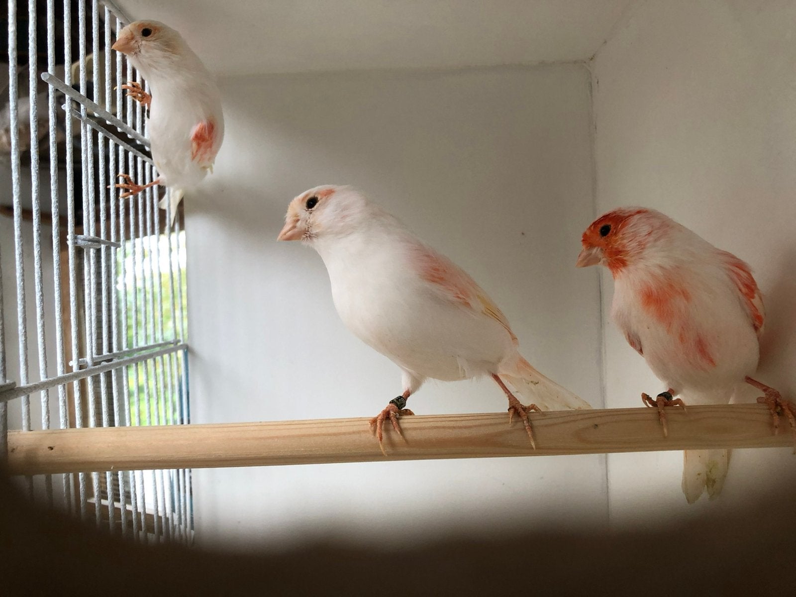 Rood mozaïek kanaries