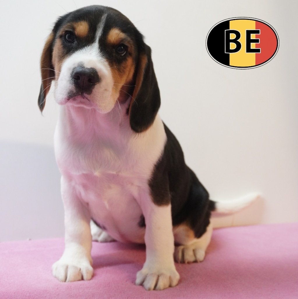 Beagle, Belgische pups te koop, Dieren en Toebehoren, Parvo, België, Beagle, Handelaar