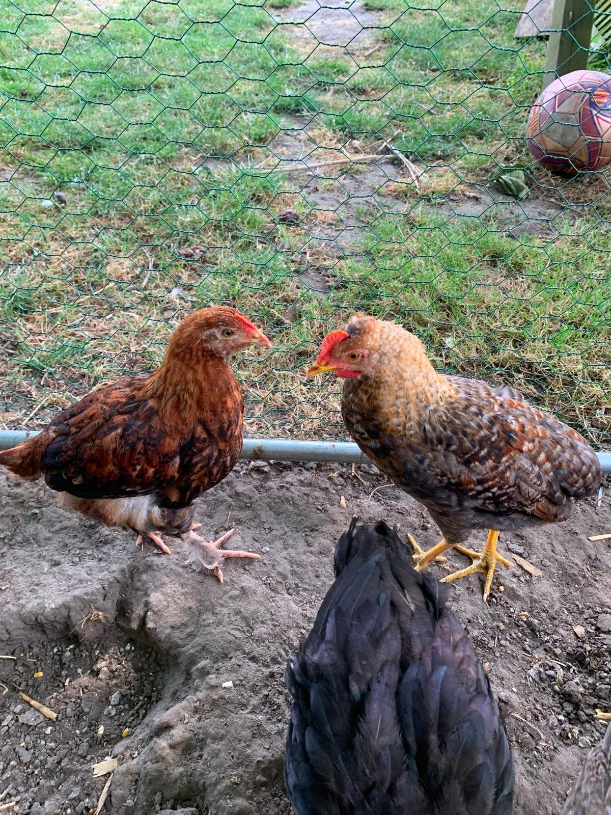 jonge hanen, Dieren en Toebehoren, Pluimvee