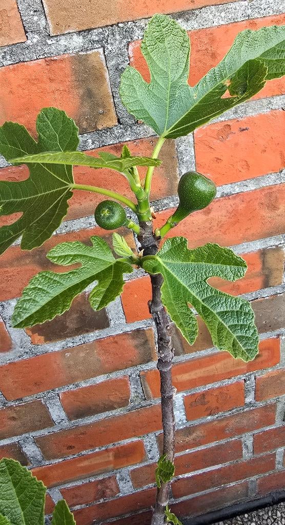 Vijgenboom 'BROWN TURKEY' vijgen boom Ficus Carica 1v5, Tuin en Terras, Ophalen, Minder dan 100 cm, Lente, Volle zon