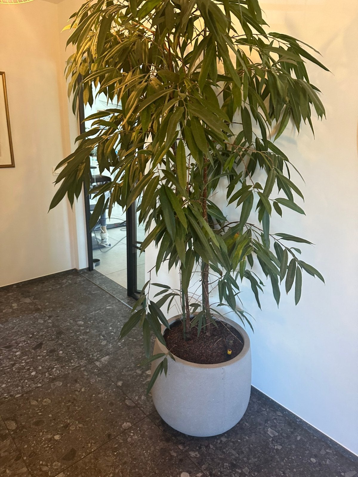 Ficus ‘Amstel gold’, Ophalen, Ficus