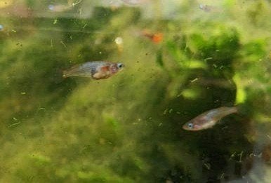 RUILEN: Eigen kweek medaka Daisy Blue voor andere medaka, Dieren en Toebehoren, Vissen | Aquariumvissen