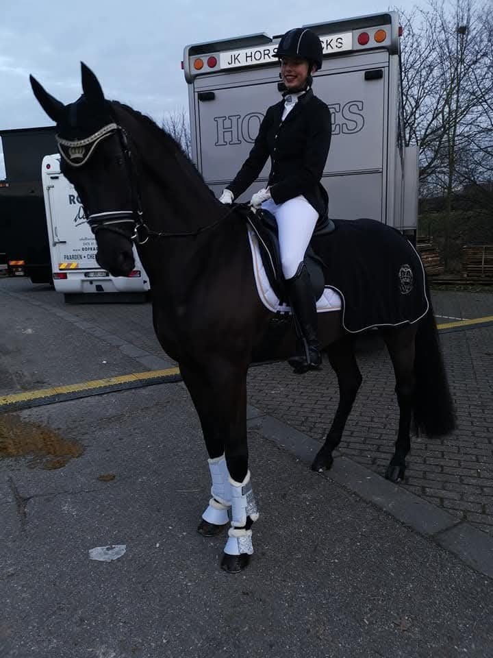 Te koop: ervaren dressuurpaard Prins " Fürst Haepke ", Hongre, Cheval de dressage