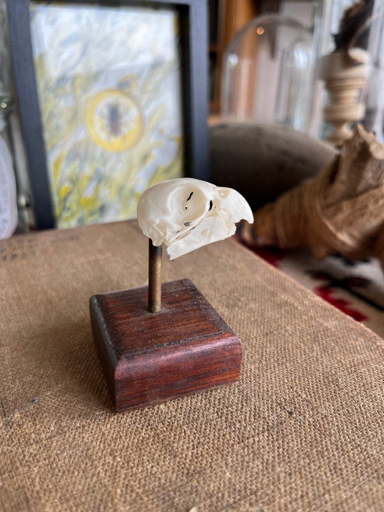 Parkietschedel, Ophalen of Verzenden, Zo goed als nieuw, Vogel, Schedel