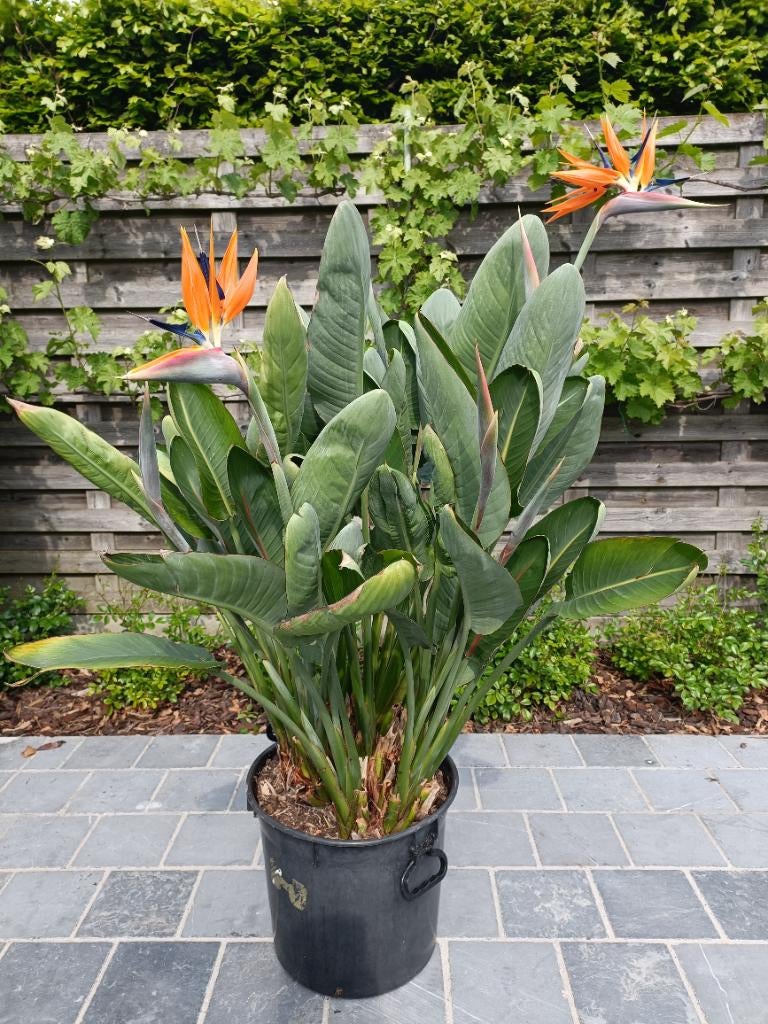 Plante oiseau de paradis, Strelitzia Reginae, Autres espèces, En pot, Plante à fleurs, Enlèvement