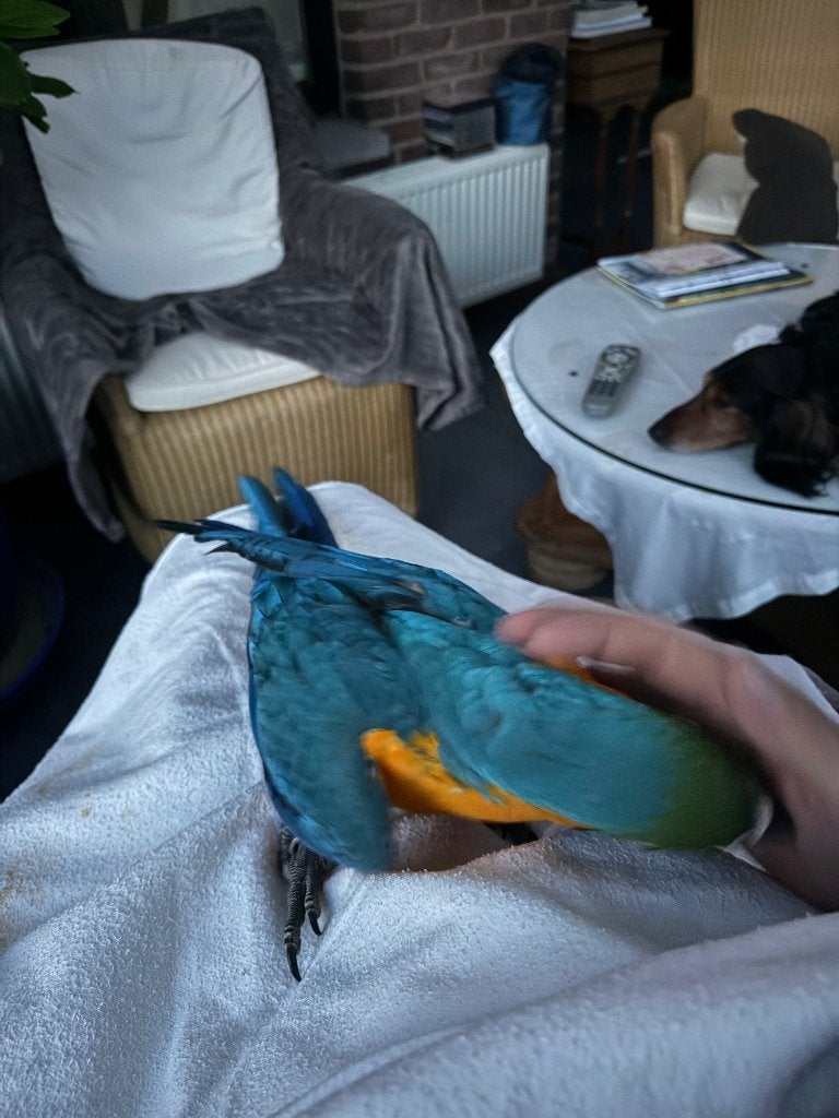 3 handtamme blauw gele ara mannen, Dieren en Toebehoren, Mannelijk, Papegaai, Tam