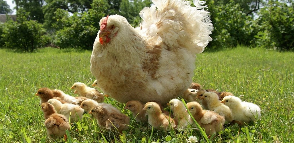 aujourd'hui, 3 juin poussins d'un jour 100% femelles, Animaux & Accessoires, Volatiles, Femelle, Poule ou poulet