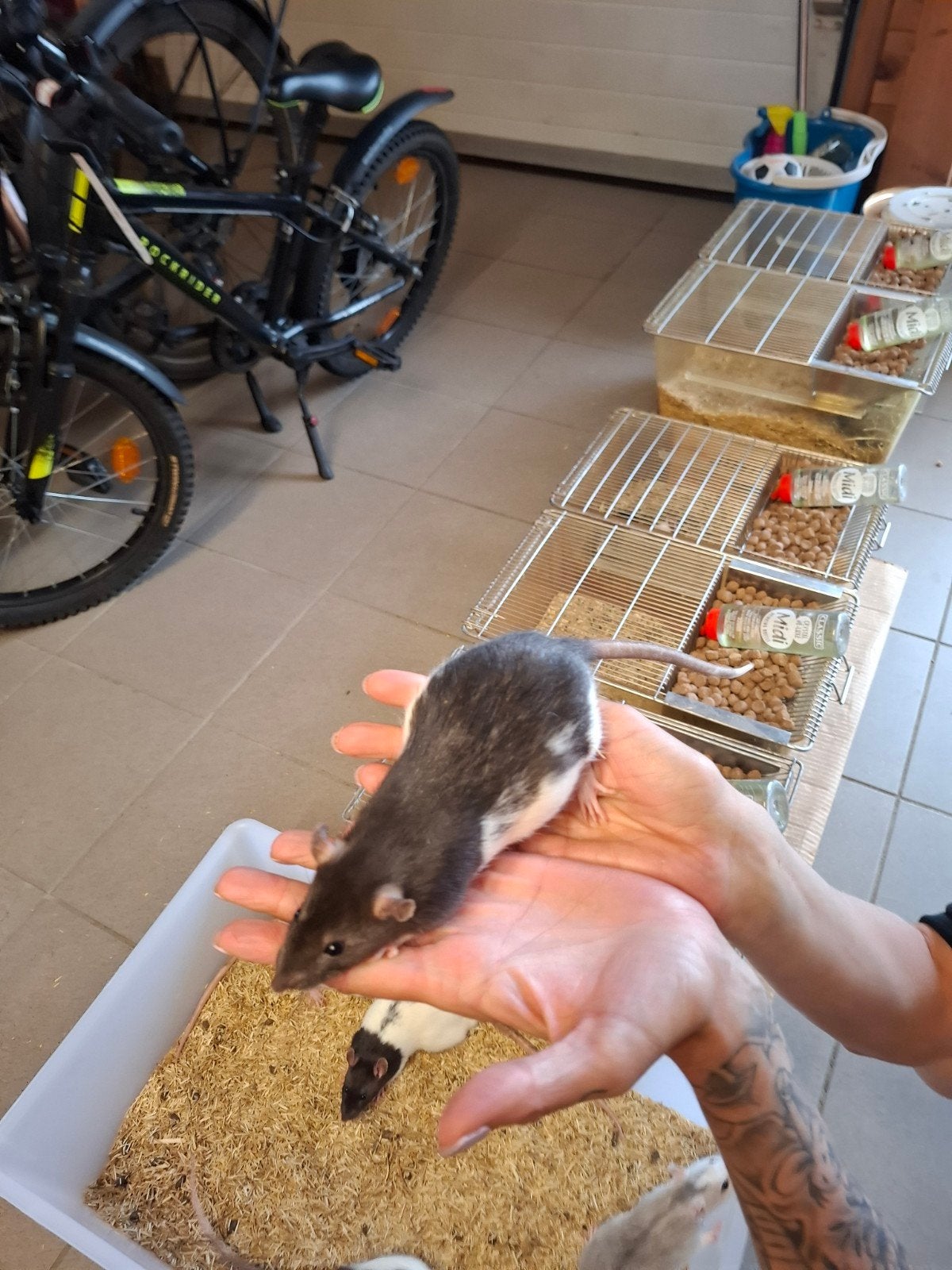 Ratten, Animaux & Accessoires, Rongeurs, Novembre, Plusieurs animaux, Rat