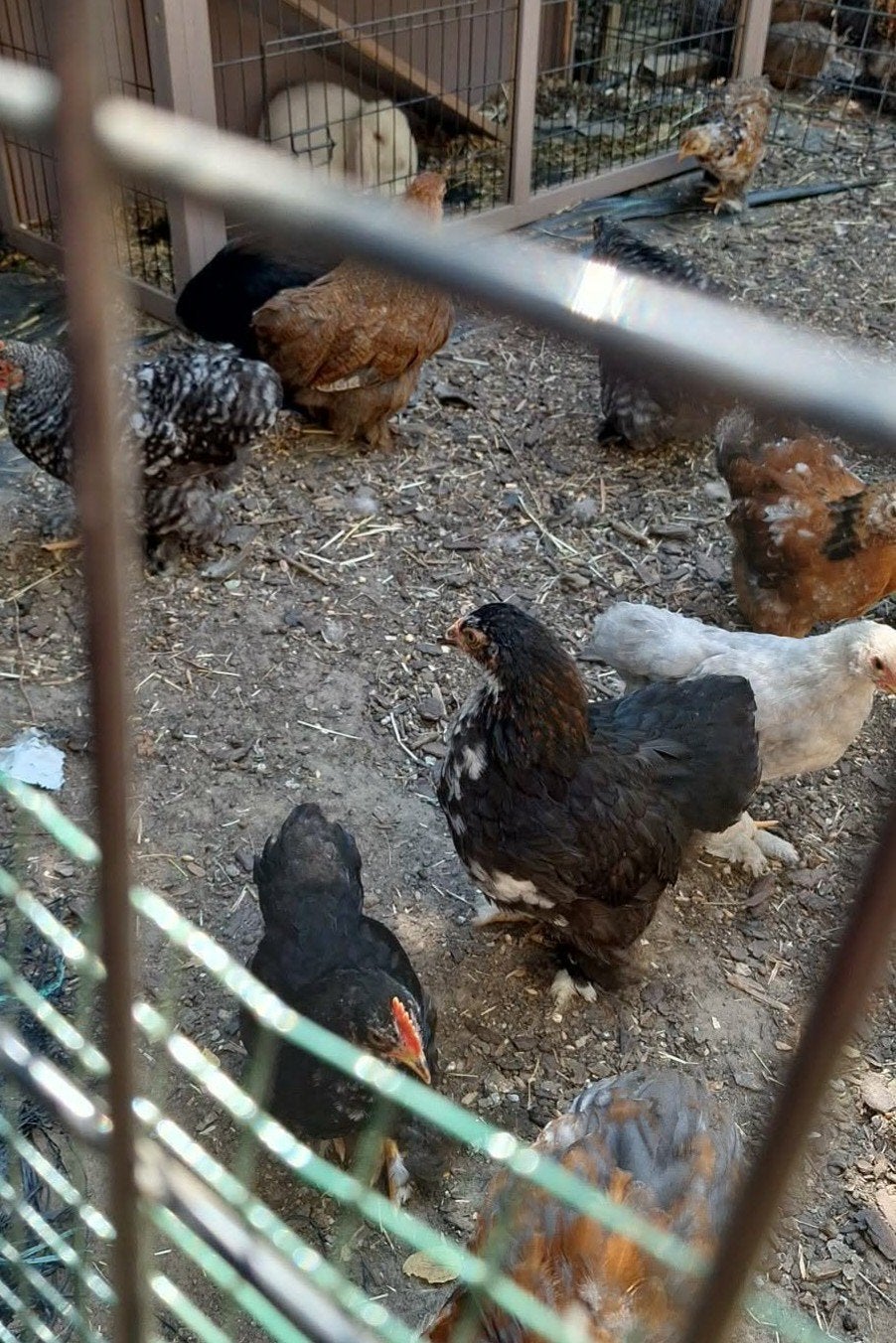 cochin krieltjes, Dieren en Toebehoren, Pluimvee