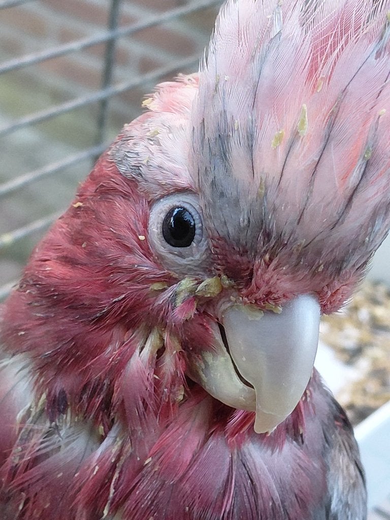 2 jonge tamme Rosè kakatoes-papegaaien (550 euro), Dieren en Toebehoren, Geslacht onbekend, Papegaai, Pratend