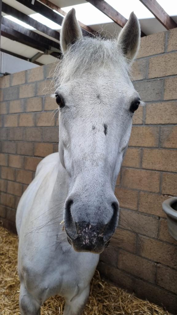 Pony Ciska VHB, Vermifugé, Poney C (1.27 m à 1.37m), 11 ans ou plus, Poney de récréation