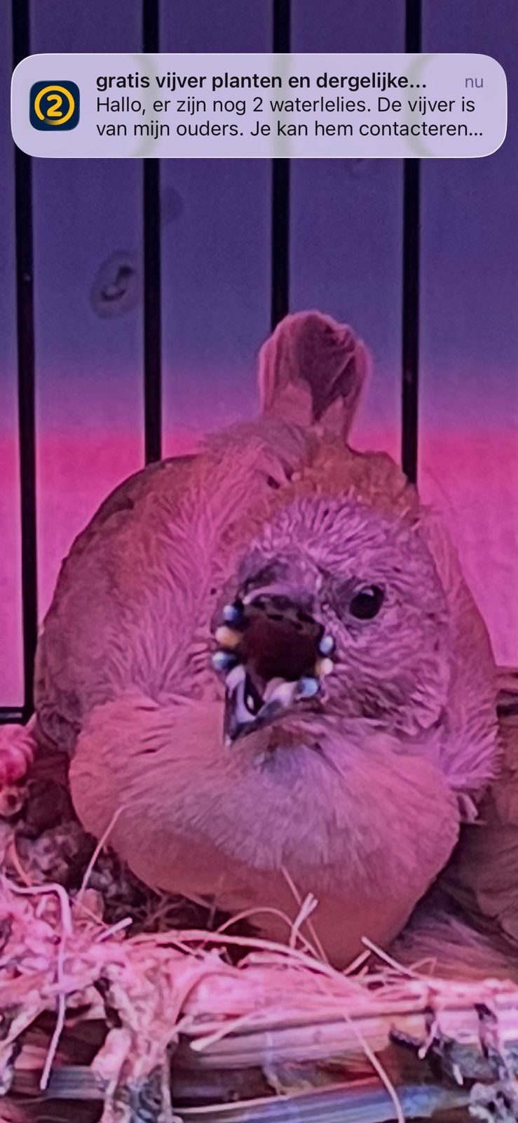 Gouldamadine 2026, Dieren en Toebehoren, Vogels | Overige Vogels