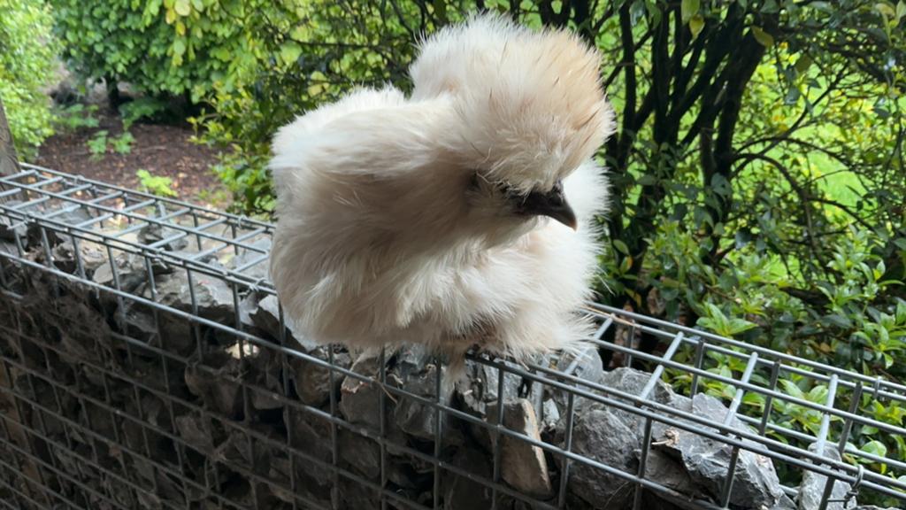 Zijdehoen hennen, Femelle, Poule ou poulet