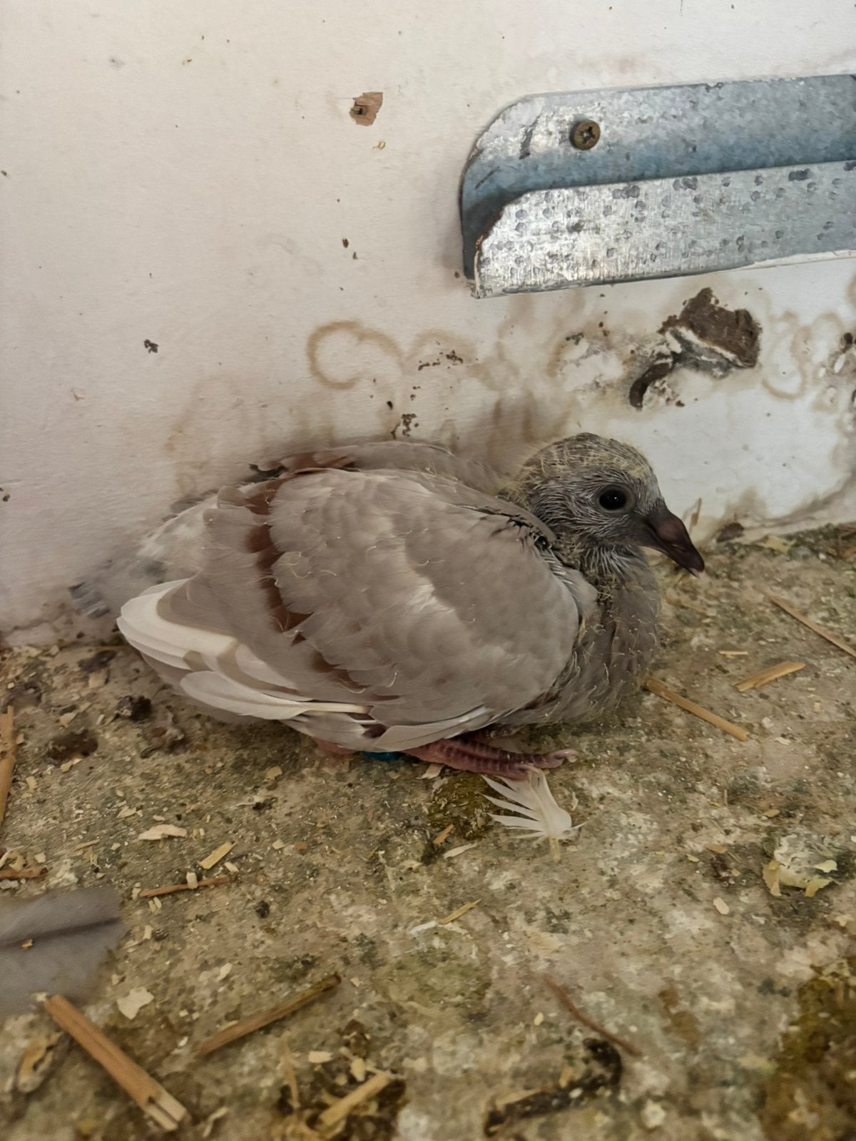Jonge kleur/reisduif te reserveren, Dieren en Toebehoren