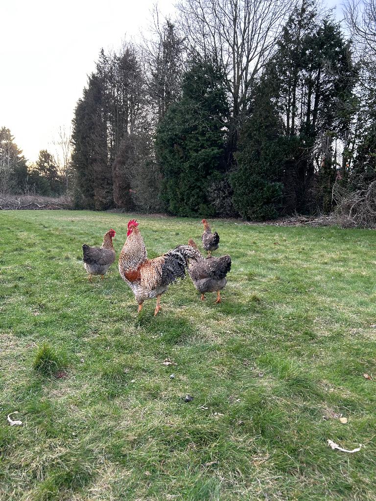 Broedeieren raszuivere Bielefelder kippen, Dieren en Toebehoren, Kip