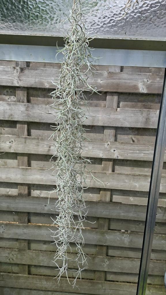 Tilantia planten, Tuin en Terras, Planten | Tuinplanten, Ophalen of Verzenden, Vaste plant, Overige soorten, Volle zon