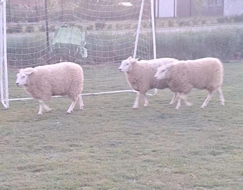 2 ooien van 07/2025, Juli, Vrouwelijk