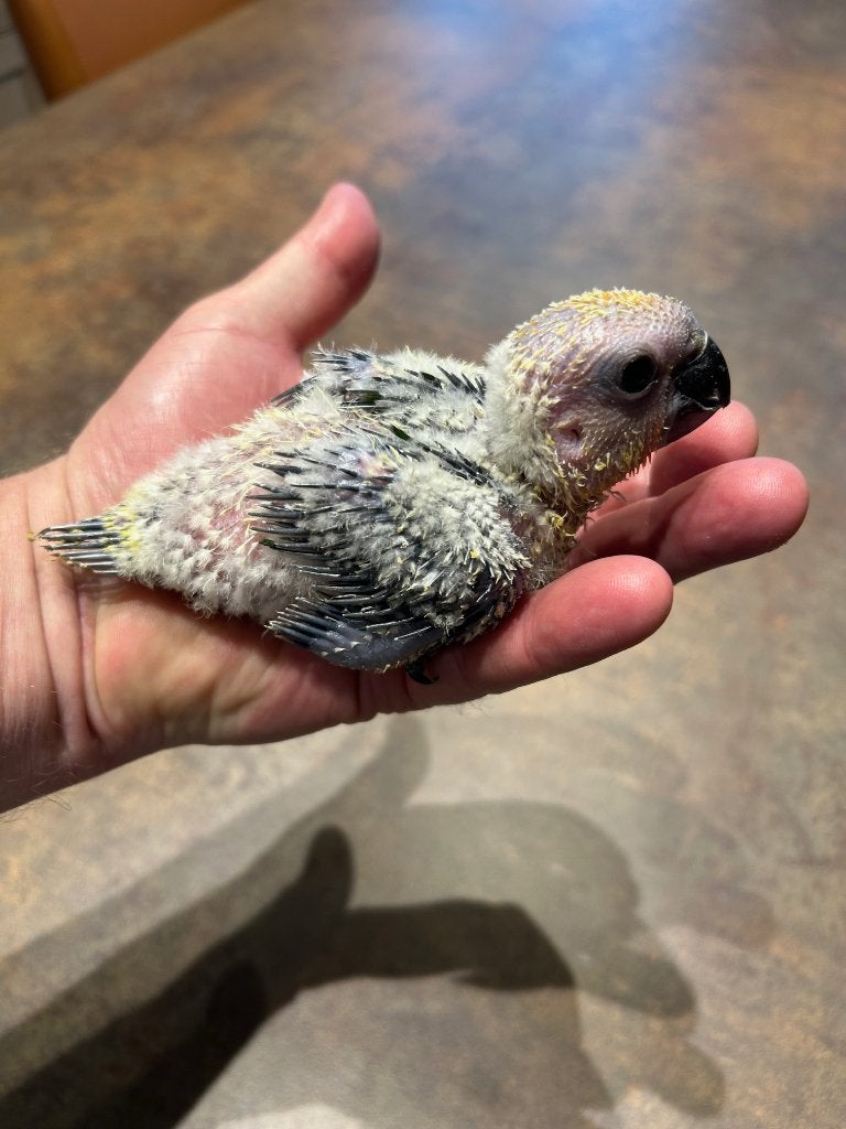 ️️❤️❤️ Bébé conure jendaya apprivoisé de 3,5 semaines, Animaux & Accessoires, Oiseaux | Perruches & Perroquets, Sexe inconnu, Perruche
