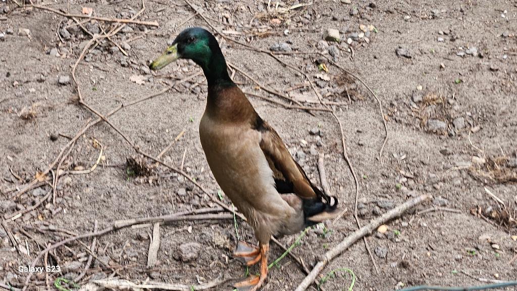 2 canards qui courent indiens - Woerden, Mâle, Canard