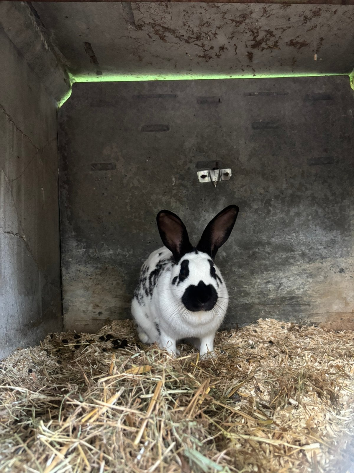 Lapin, Animaux & Accessoires, Taille moyenne