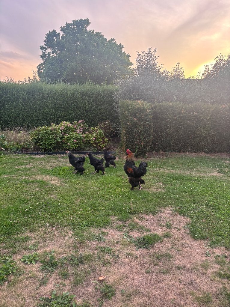 Brahma hanen, Mâle, Poule ou poulet