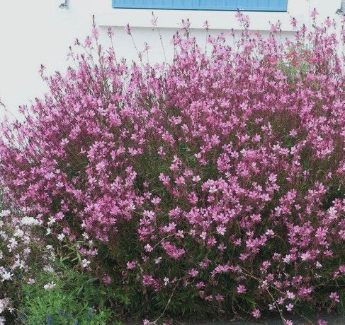Gaura lindheimerii 'Siskiyou pink', Tuin en Terras, Planten | Tuinplanten, Ophalen, Zomer, Vaste plant, Volle zon