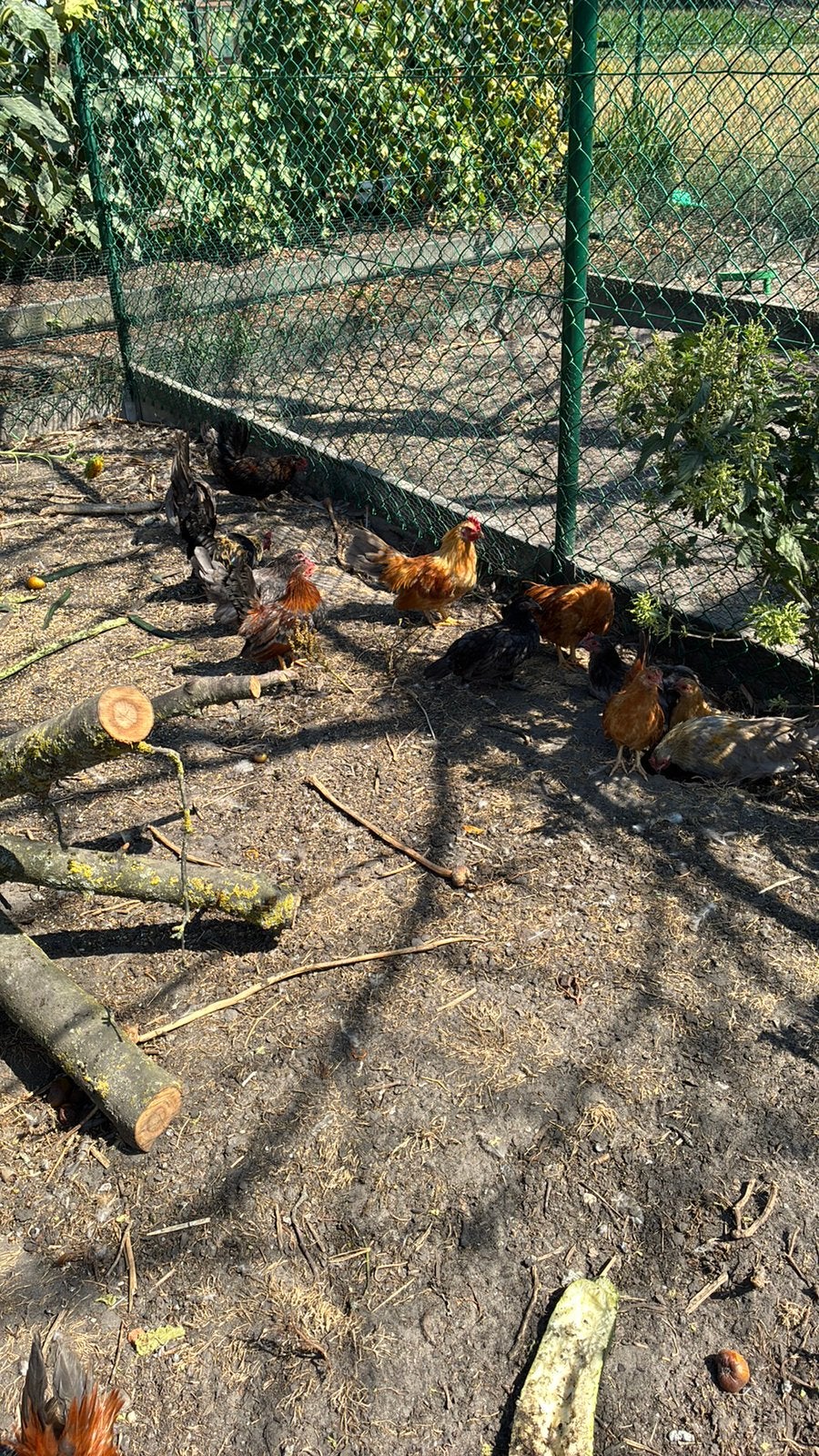 Chabo’s, Dieren en Toebehoren, Meerdere dieren, Kip