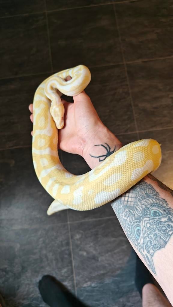 Python regius Albino leopard het pied 0.1., Slang, 3 tot 6 jaar
