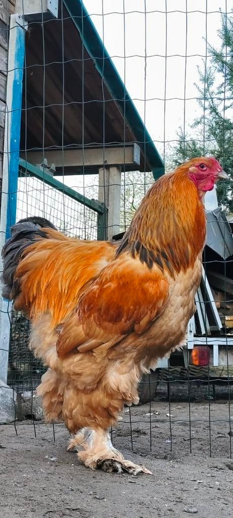 Brahma Groothoenders kweekhaan BUFF BLAUW, Dieren en Toebehoren, Pluimvee
