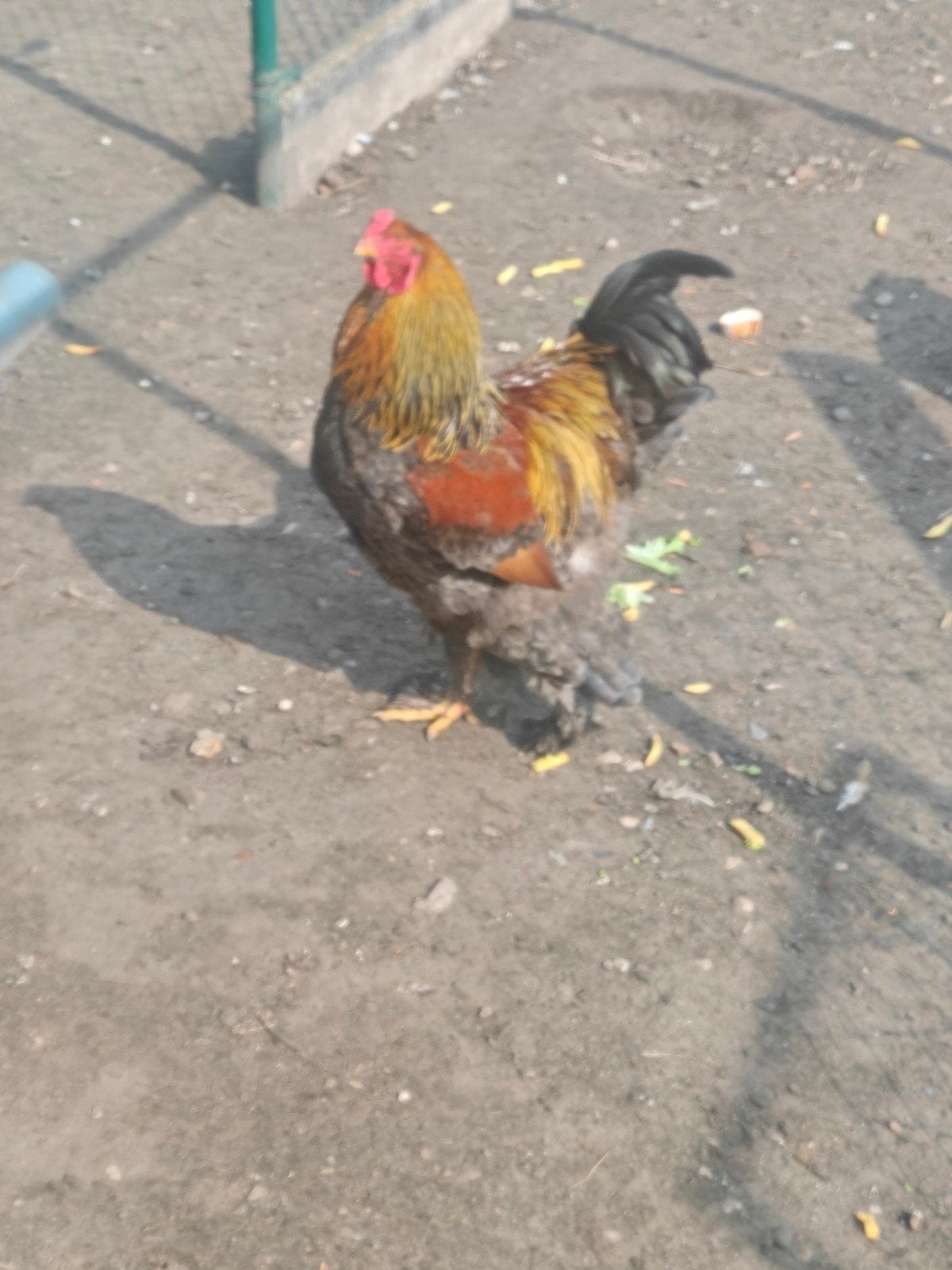 Brahama goudpatrijs haan te koop, Dieren en Toebehoren