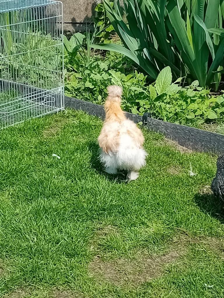 5 zijdehoenders kuikens, Sexe inconnu, Poule ou poulet