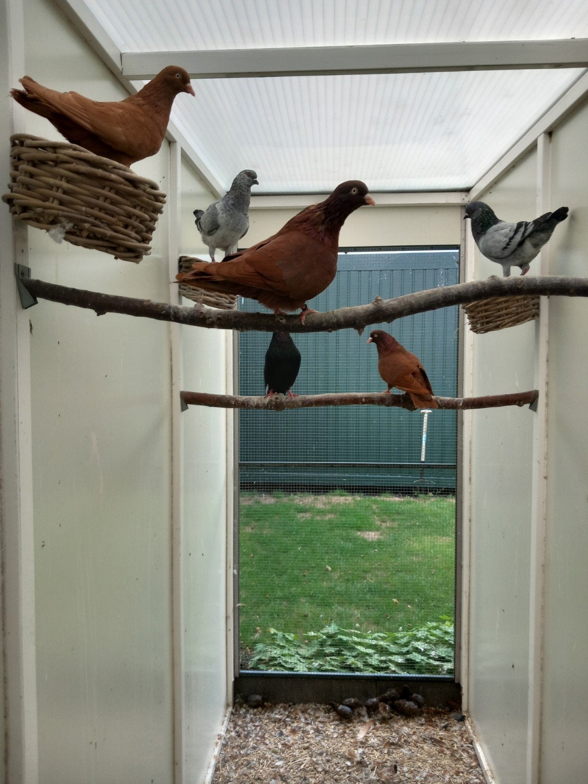 Belgische tuimelaars, Dieren en Toebehoren, Vogels | Duiven