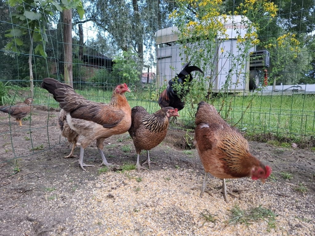 Toom kippen, Plusieurs animaux, Poule ou poulet