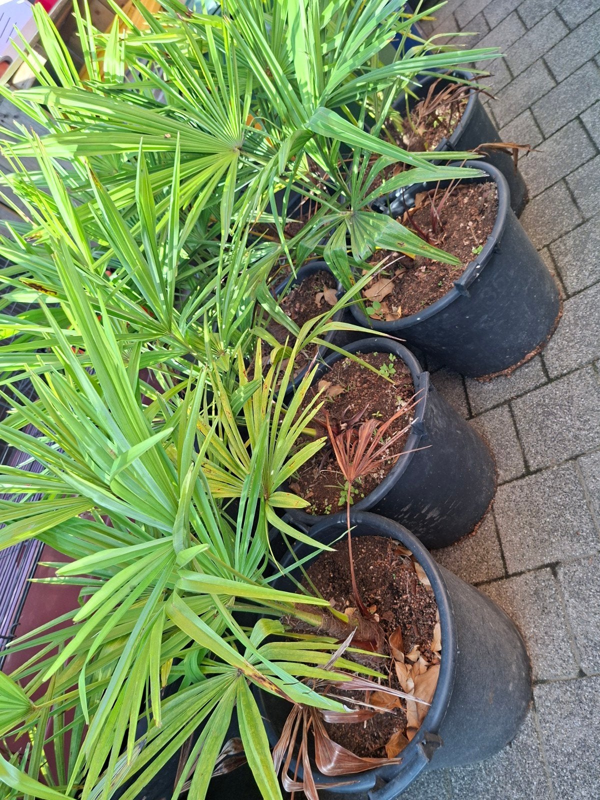 Trachycarpus fortunei, Tuin en Terras, Ophalen, Halfschaduw