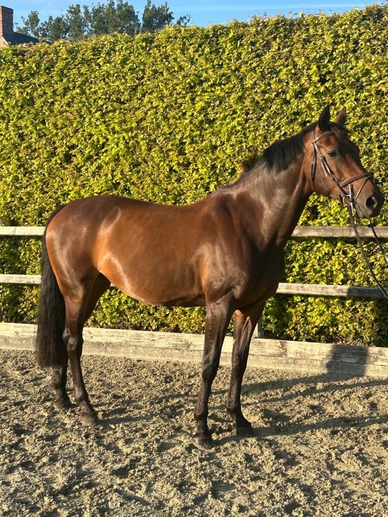 4 Springpaarden, Animaux & Accessoires, Chevaux, Z, 11 ans ou plus, 165 à 170 cm, Plusieurs animaux