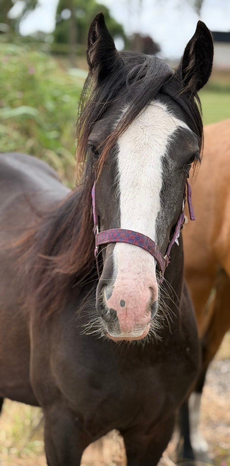 Familie Droomtinker onwijs lief knap & een super pedigree, Met stamboom, 0 tot 2 jaar, Onbeleerd, Recreatiepony