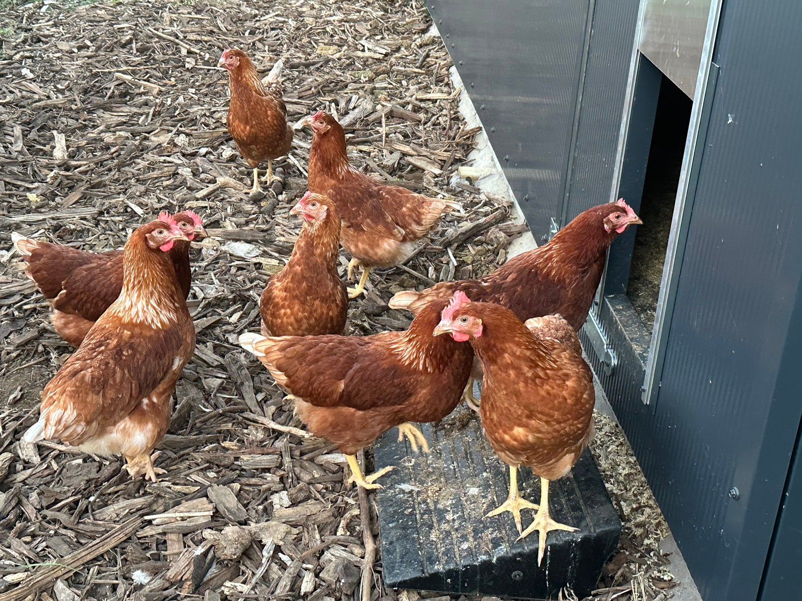 Bruine legkippen ruime keuze, Dieren en Toebehoren